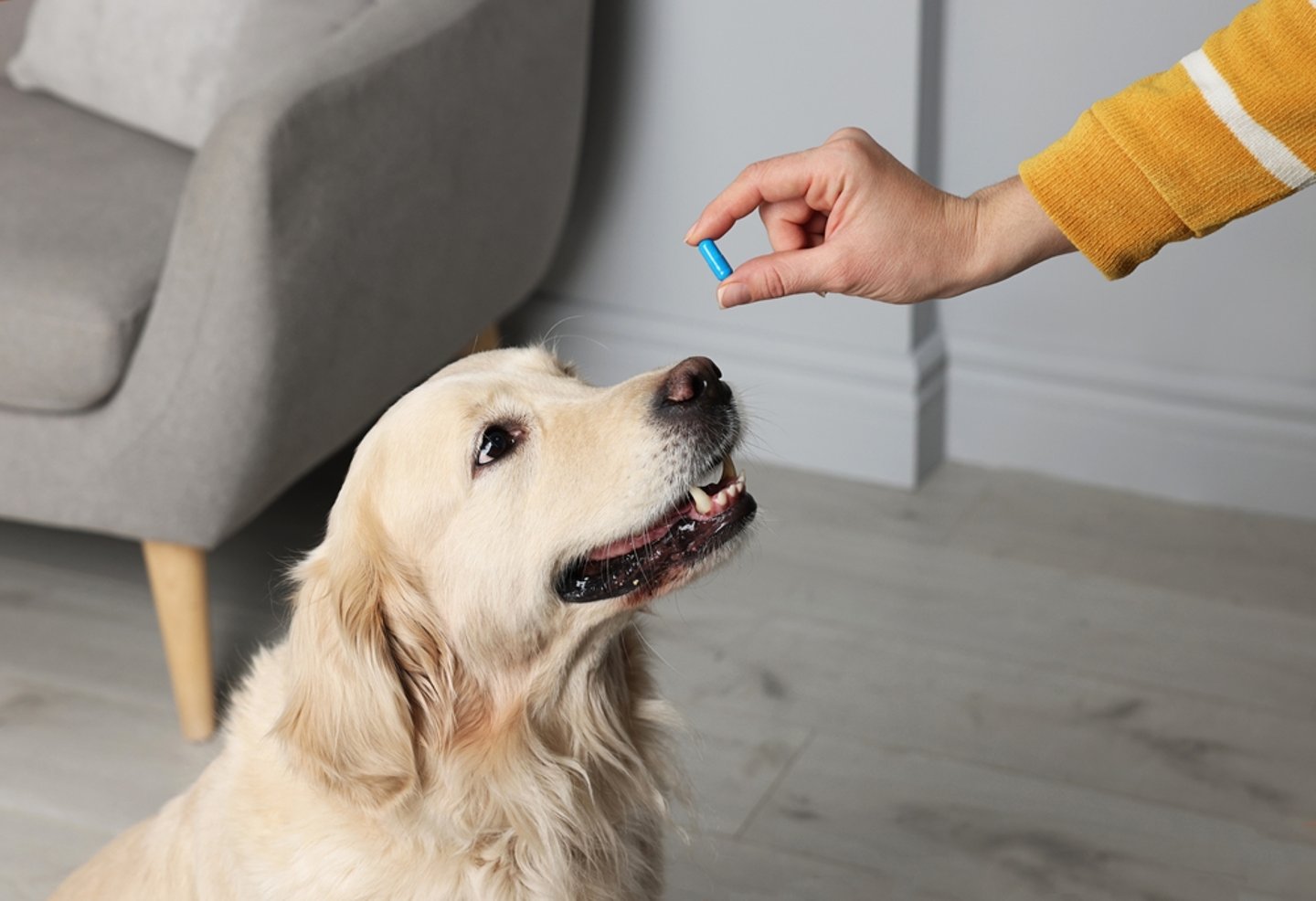 Pet Medications